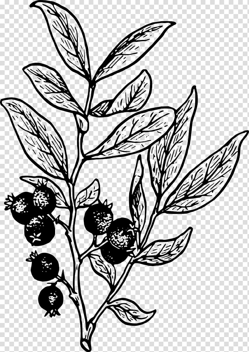 Huckleberry Drawing , blueberry transparent background PNG clipart