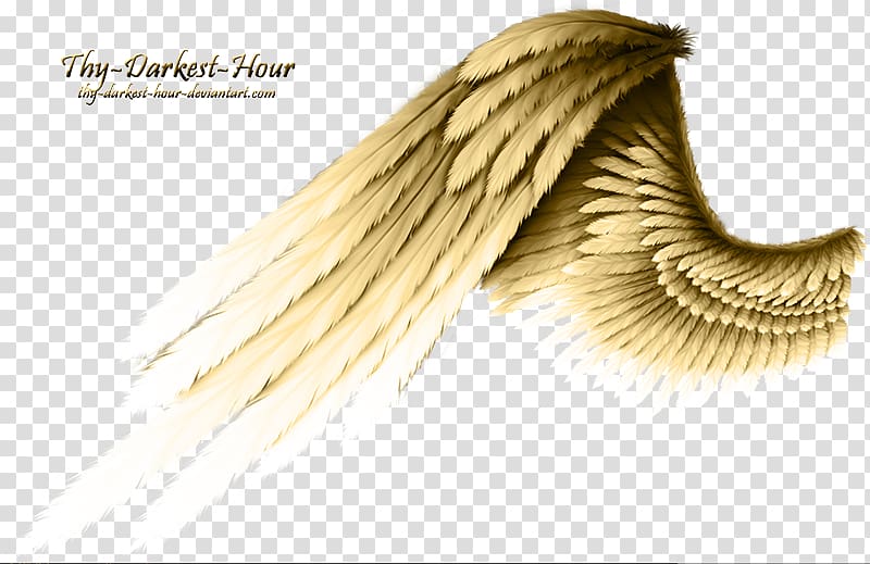 Angel wing Angel wing, wing transparent background PNG clipart