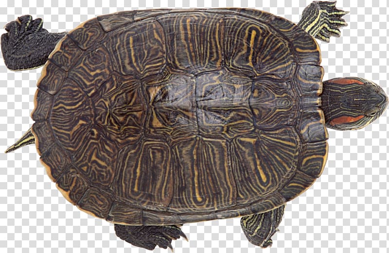 Chinese softshell turtle Reptile Chinese pond turtle , Turtle transparent background PNG clipart