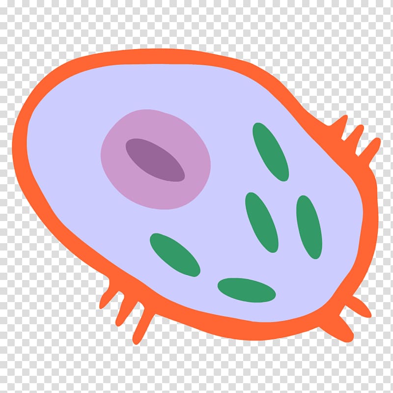 Cell membrane Cèl·lula animal Organism, cell culture transparent background PNG clipart