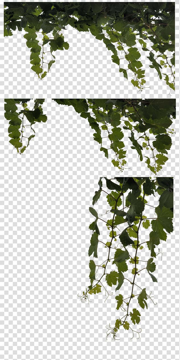 Leaf Vine Plant , Vine Leaves transparent background PNG clipart