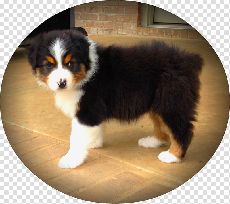 Australian Shepherd Miniature American Shepherd Puppy German Shepherd Bernese Mountain Dog, shepherd transparent background PNG clipart