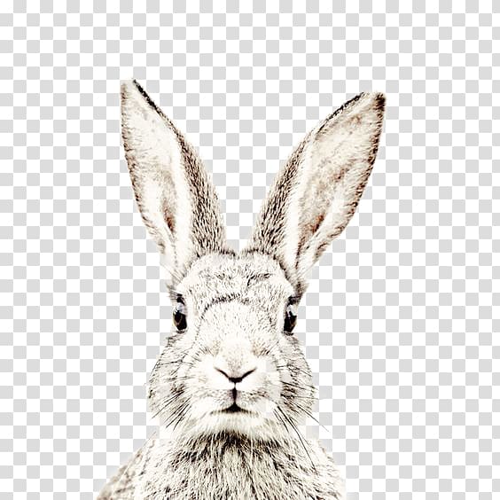 cute hand painted rabbit face transparent background PNG clipart