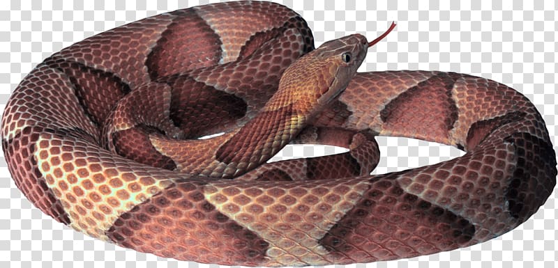Snake , Snake free transparent background PNG clipart