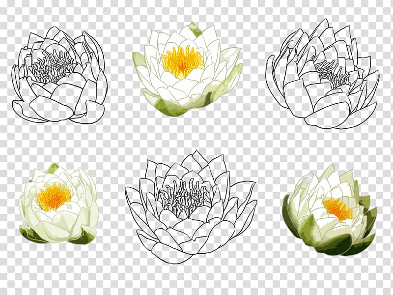 Nelumbo nucifera Drawing Watercolor painting Croquis, Hand-painted lotus transparent background PNG clipart