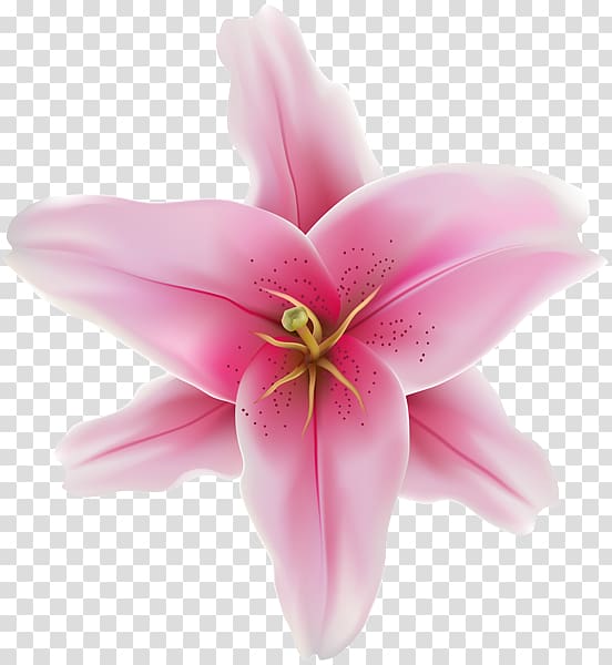 Cut flowers Pink M Close-up Herbaceous plant, cambodia flower transparent background PNG clipart