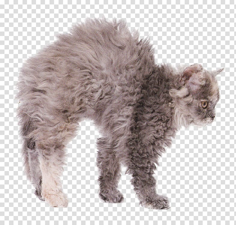 Kitten Manx cat Selkirk Rex Domestic short-haired cat Cornish Rex, Cornish Rex transparent background PNG clipart