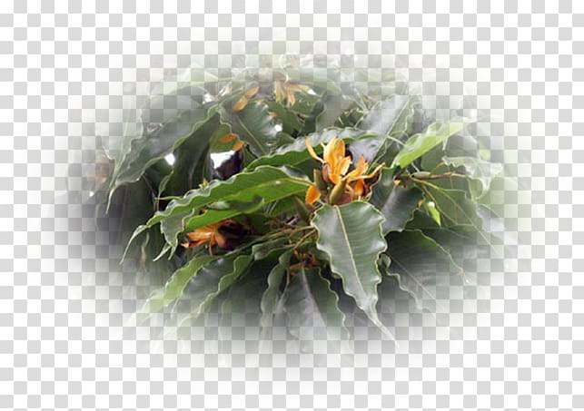 Leaf, ylang ylang transparent background PNG clipart