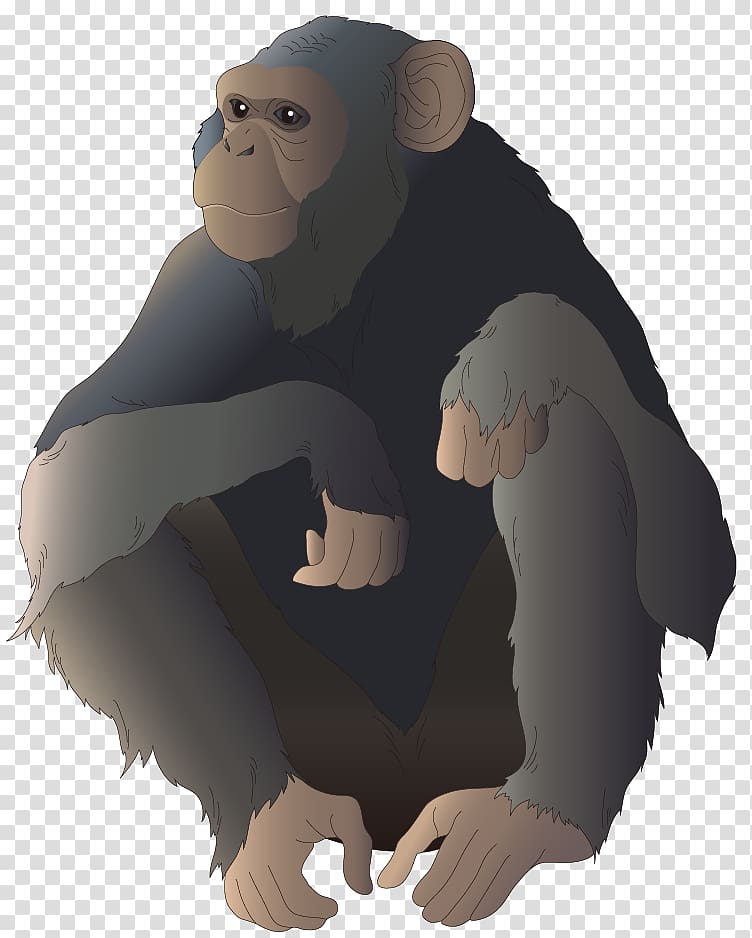 Common chimpanzee Gorilla Monkey Ape Illustration, Cartoon gorilla transparent background PNG clipart