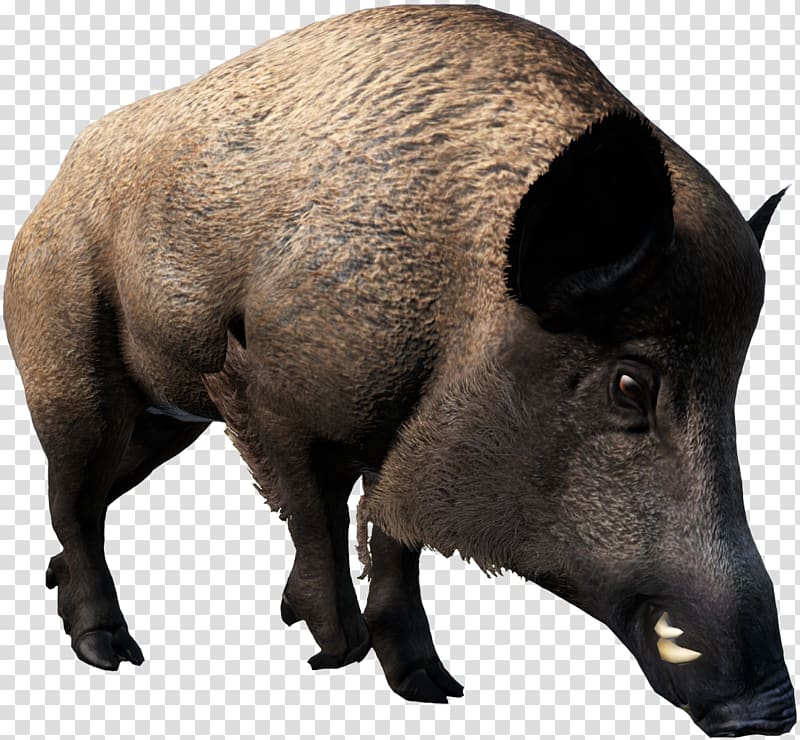Domestic pig Peccary Mammal Wildlife DayZ, boar transparent background PNG clipart