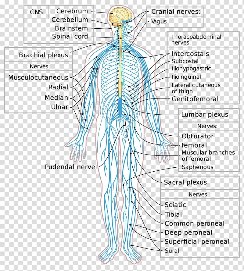 Peripheral nervous system Nerve Central nervous system Spinal cord, Brain transparent background PNG clipart