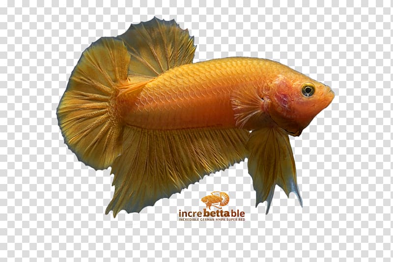 Siamese fighting fish Goldfish Red Yellow, fish transparent background PNG clipart
