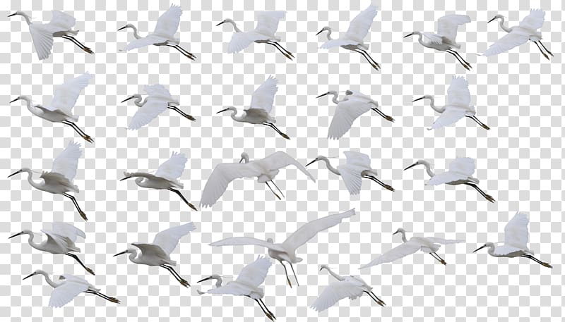 Siberian crane Bird Flight Red-crowned crane, Creative crane flying crane transparent background PNG clipart