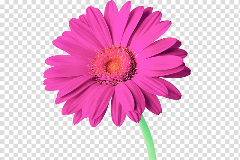 Red Flower Common daisy Rose , gerbera transparent background PNG clipart