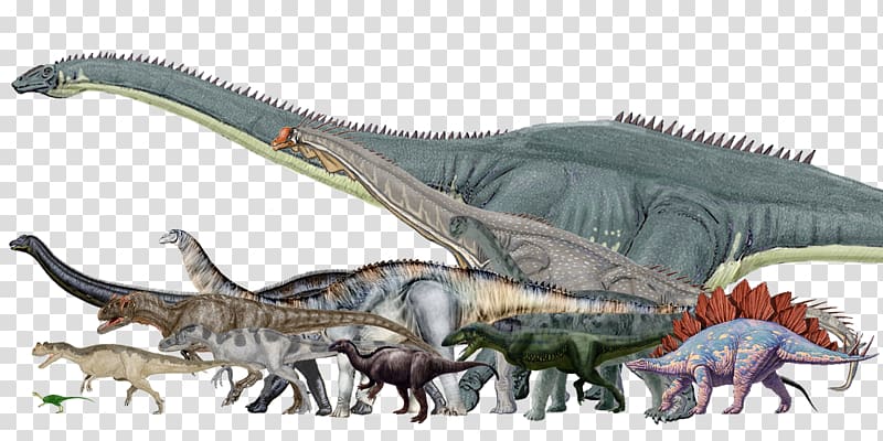 Dinosaur size Morrison Formation Argentinosaurus Stegosaurus Allosaurus, dinosaur transparent background PNG clipart