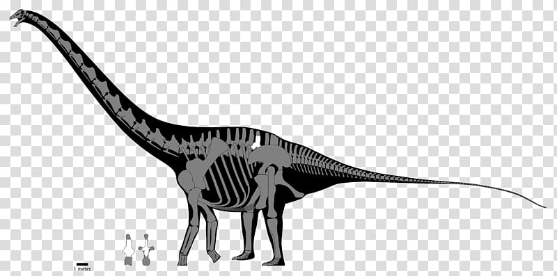 Apatosaurus Diplodocus Tyrannosaurus Argentinosaurus Brachiosaurus, dinosaur transparent background PNG clipart