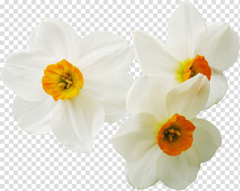 Daffodil Narcissus Flower Plant, womens day transparent background PNG clipart