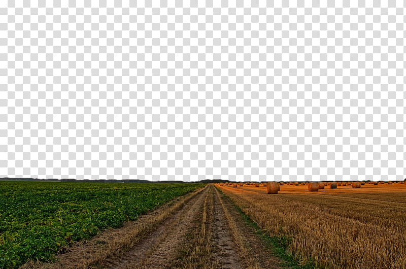 Farm Road Crop Sky, Wheat field transparent background PNG clipart