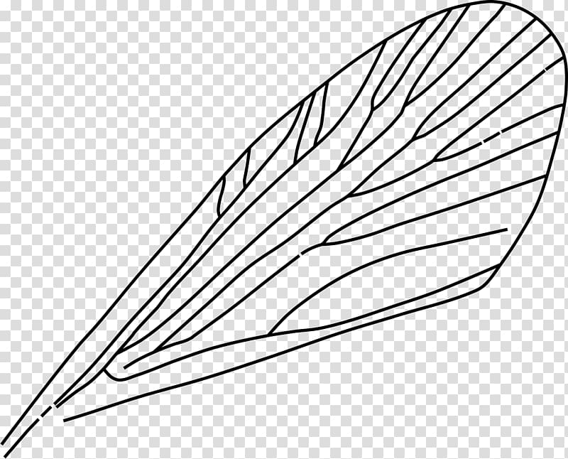 Insect wing Drawing Airplane , insect transparent background PNG clipart