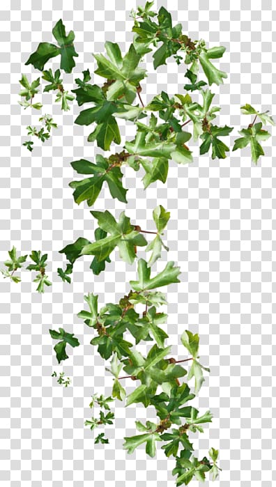 Ivy Branch Liana , others transparent background PNG clipart