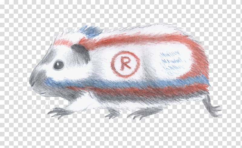 Gerbil Rat Dormouse Rodent, guinea pig transparent background PNG clipart