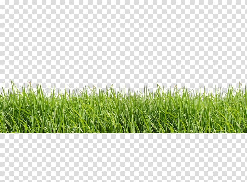 spring grass transparent background PNG clipart