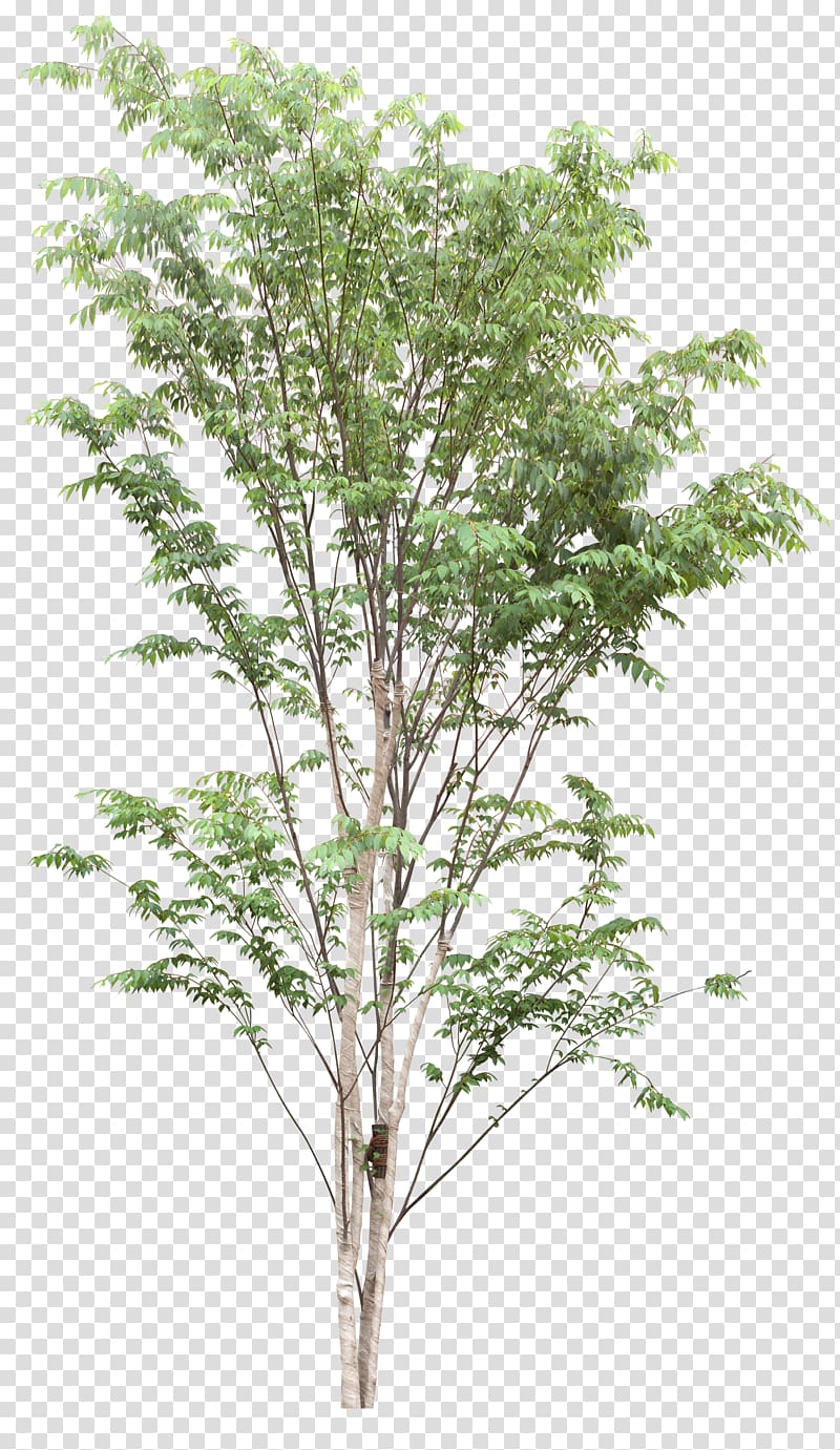Tree Plant .dwg , green tree transparent background PNG clipart