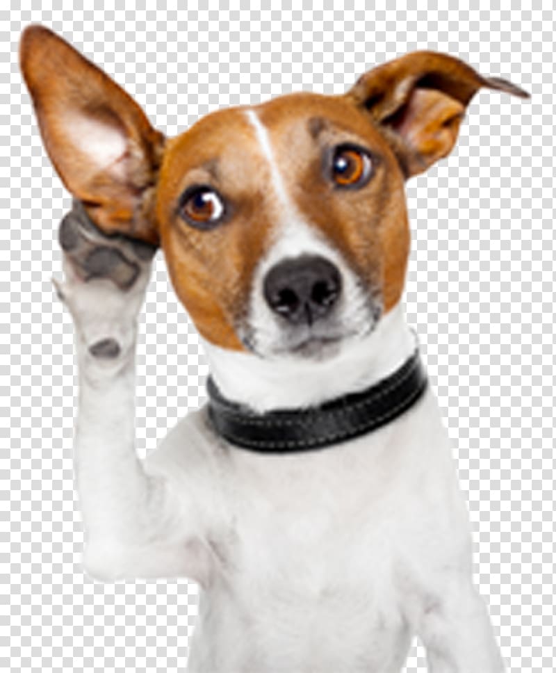 adult white and tan Jack Russel terrier illustration, Dog Facts Puppy Cat Police dog, attention transparent background PNG clipart
