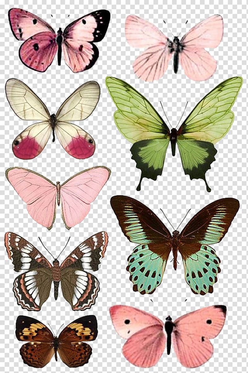 nine assorted-color butterfly , Butterfly Insect Paper Moth Printing, A butterfly transparent background PNG clipart
