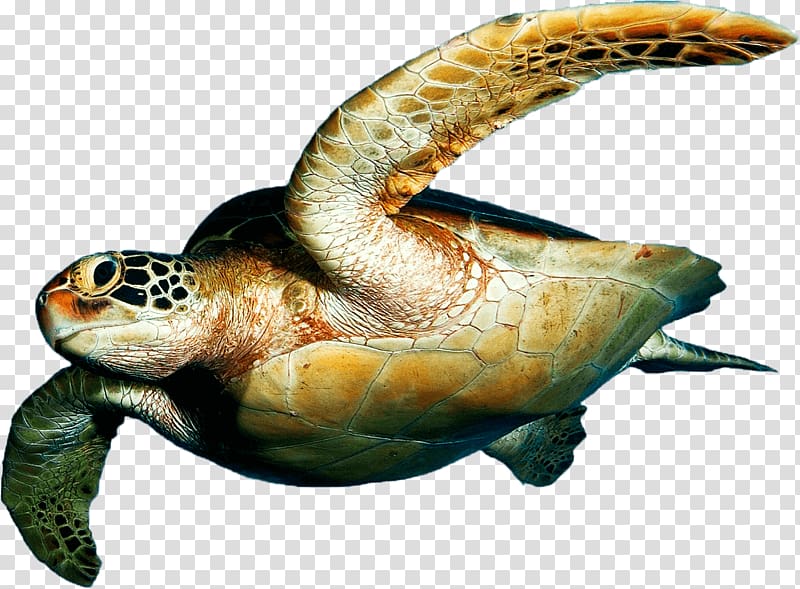 Loggerhead sea turtle Tortuguero National Park Desktop , turtle transparent background PNG clipart