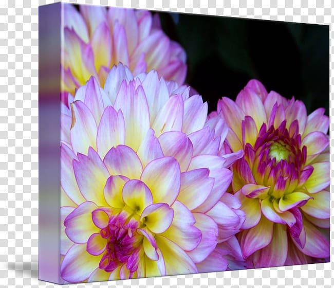 Dahlia Floristry Chrysanthemum Petal, chrysanthemum transparent background PNG clipart