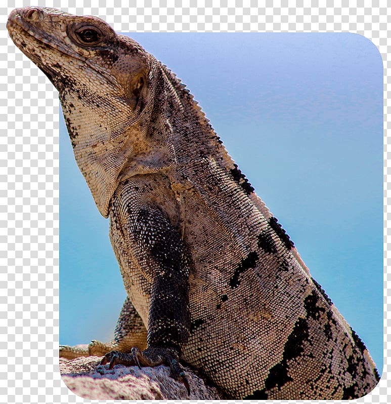 Common Iguanas Dragon Lizards Terrestrial animal, Cancun Taxi transparent background PNG clipart