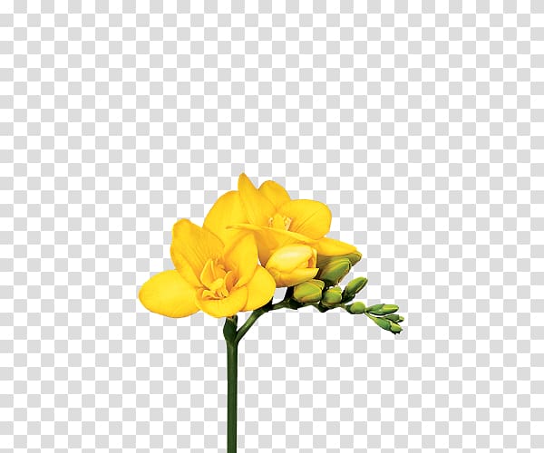 Cut flowers Freesia Bulb Lilium, bulb transparent background PNG clipart