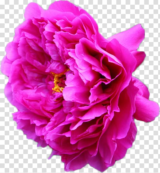 Moutan peony Flower , Peony flower transparent background PNG clipart