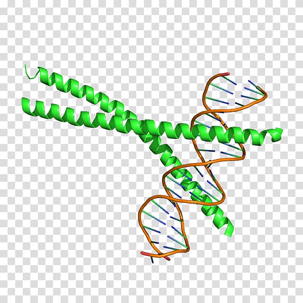 Ccaat-enhancer-binding proteins bZIP domain CEBPA Transcription factor, Transcription Factor transparent background PNG clipart
