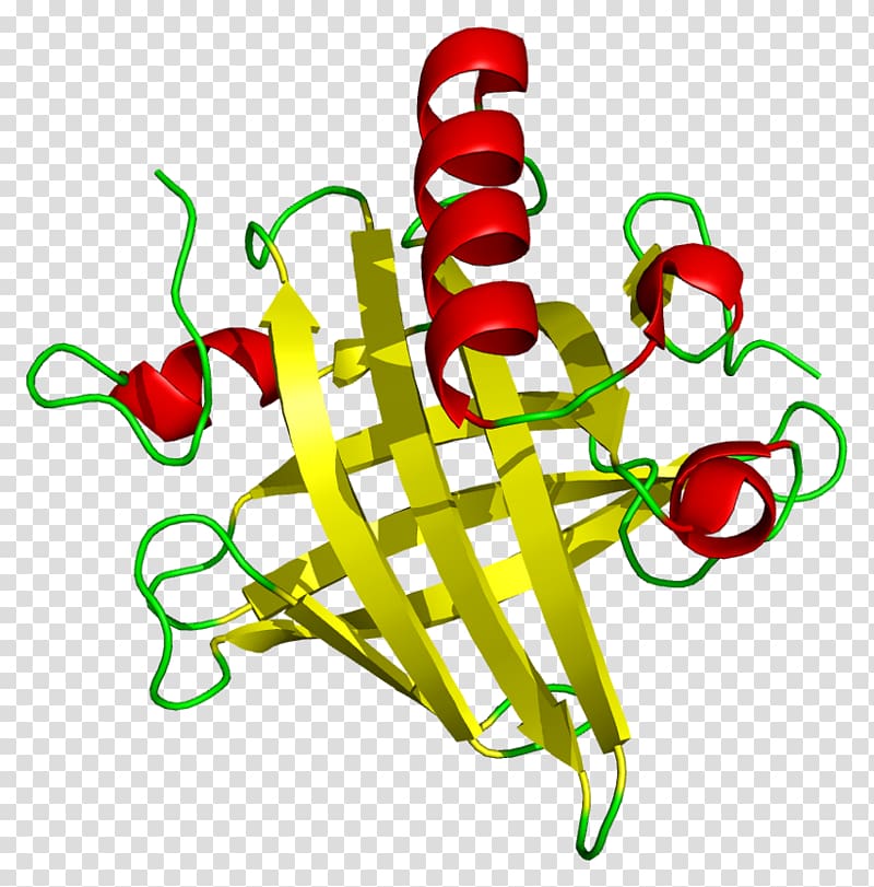 Major urinary proteins Protein tertiary structure Beta sheet Protein structure, others transparent background PNG clipart