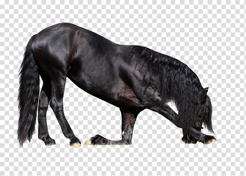 Friesian horse Rocky Mountain Horse Stallion Arabian horse Dole Gudbrandsdal, others transparent background PNG clipart