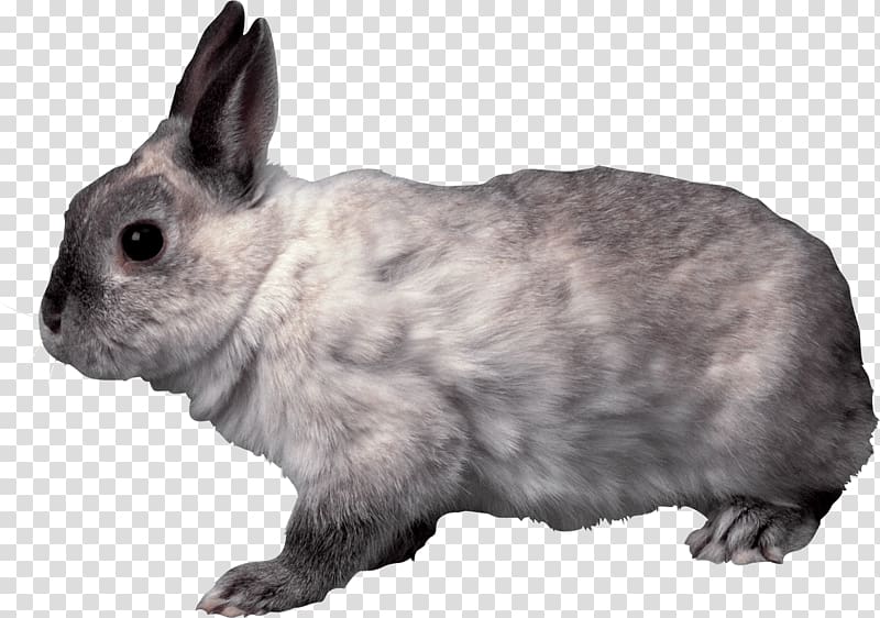 Domestic rabbit French Lop Hare Holland Lop, Rabbit transparent background PNG clipart