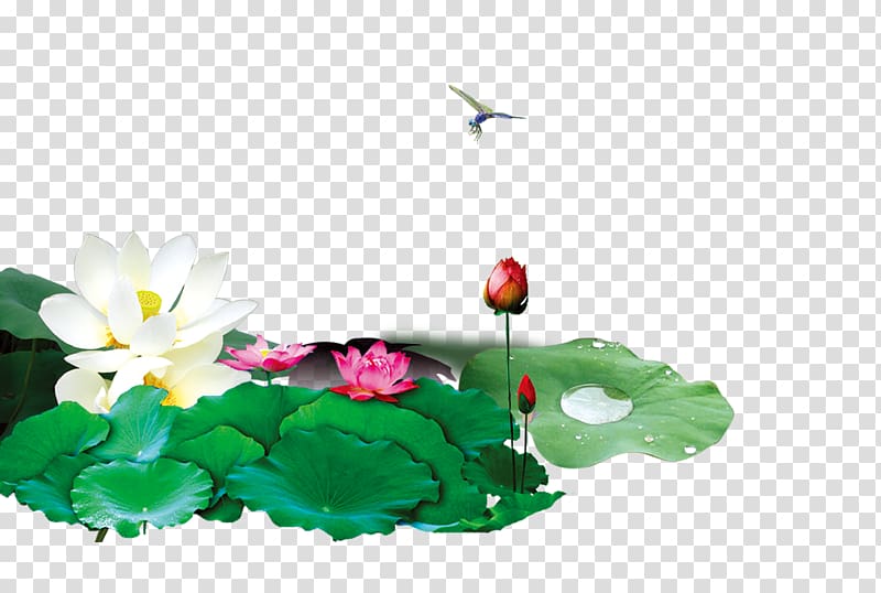 Lotus Pond Nelumbo nucifera , Lotus pond transparent background PNG clipart