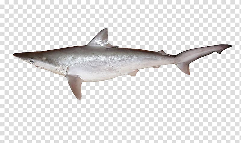 Common smooth-hound Starry smooth-hound Grey smooth-hound Spotless smooth-hound Requiem shark, Free Star gray shark pull material transparent background PNG clipart