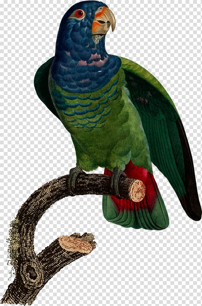 Macaw Loriini Parakeet Feather Beak, feather transparent background PNG clipart