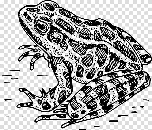 frog-amphibian-black-and-white-bumpy-frog-transparent-background-png