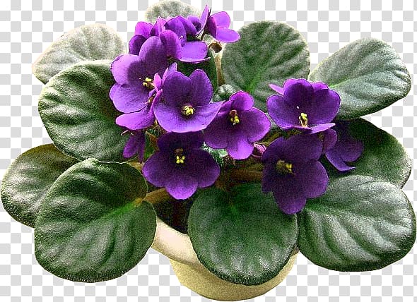 African violet Sky plant Flower Seed, orquideas transparent background PNG clipart