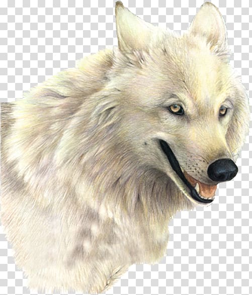 Arctic wolf , others transparent background PNG clipart