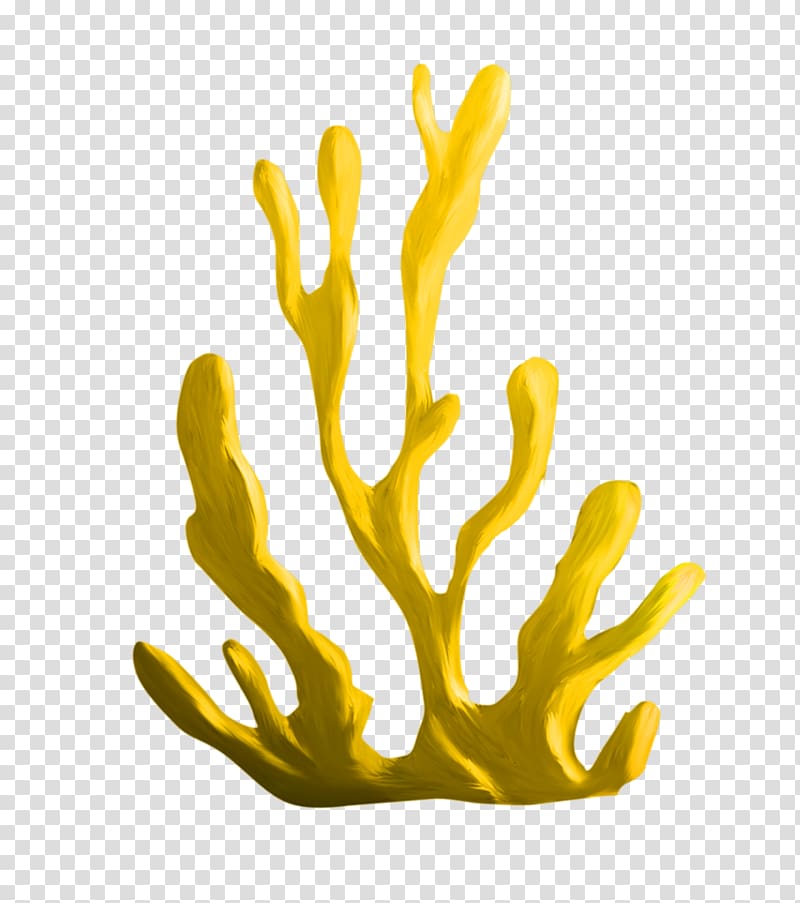 Algae Coral , others transparent background PNG clipart