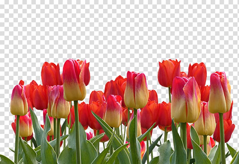 Indira Gandhi Memorial Tulip Garden Flower , tulipshd transparent background PNG clipart
