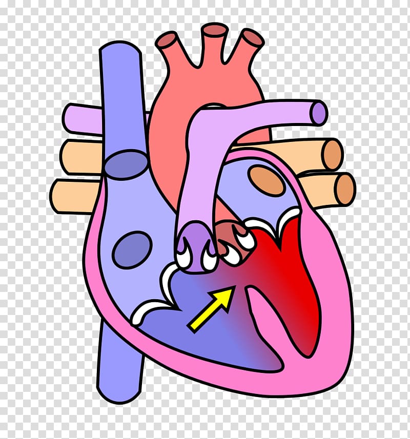 Heart valve Diagram Human body Circulatory system, circulatory system transparent background PNG clipart