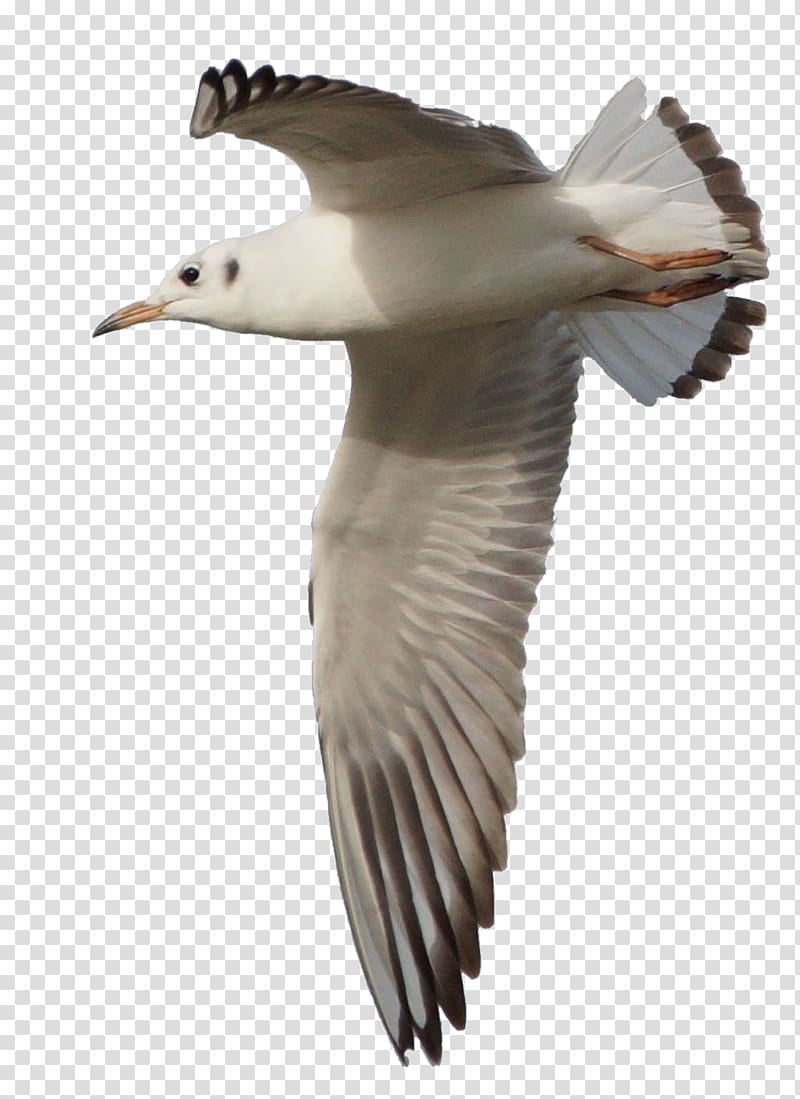 Gulls European Herring Gull Great black-backed gull Bird, seagull transparent background PNG clipart