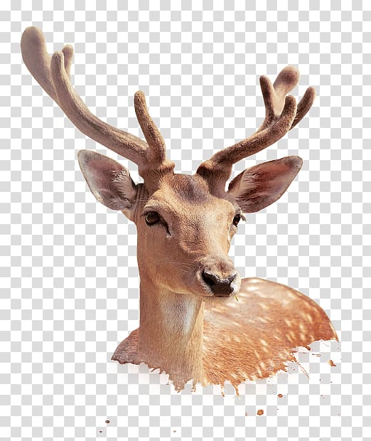 Sika deer , Deer transparent background PNG clipart