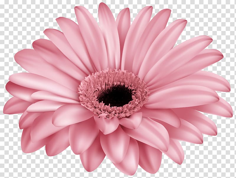 Transvaal daisy Pink , gerbera transparent background PNG clipart
